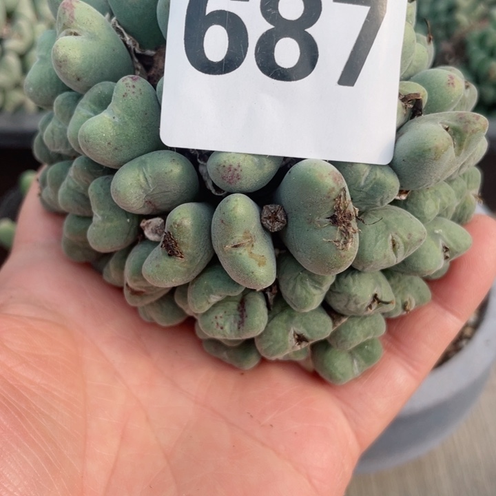 678大群口迪零下拍保温