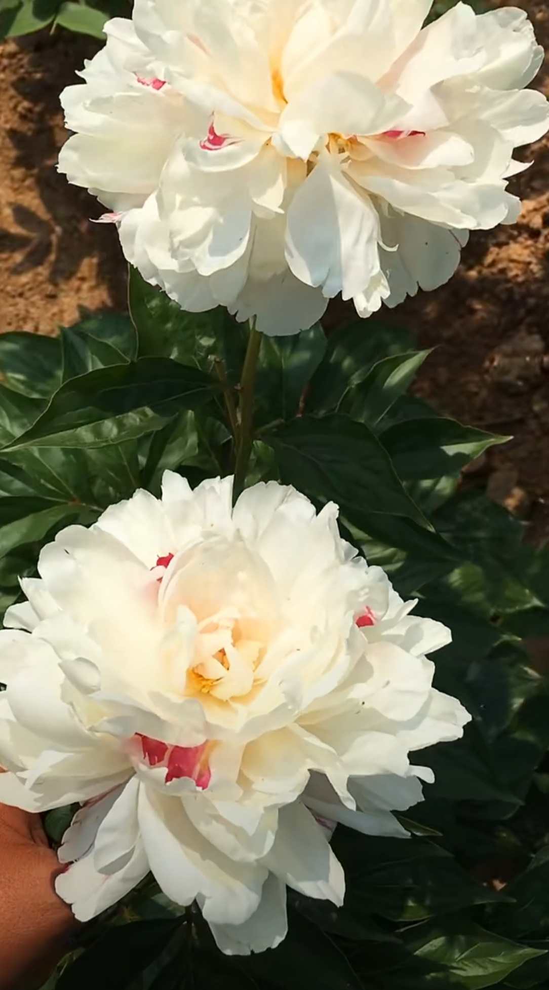 国产芍药【雪原红花】复色系~香味浓郁~花杆直立~不垂头
