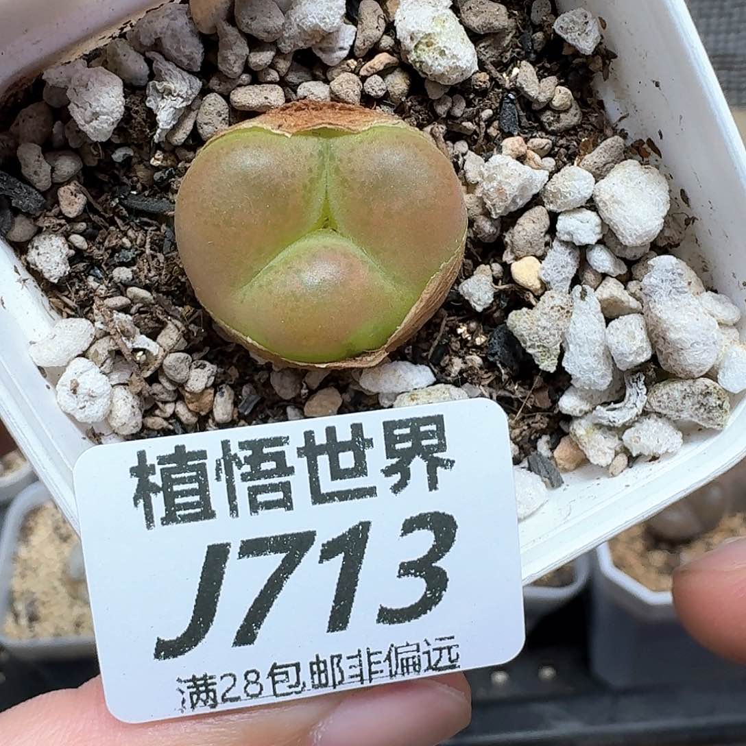 的植物多肉植物哇d f