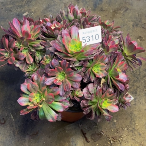 安娜多肉植物5310