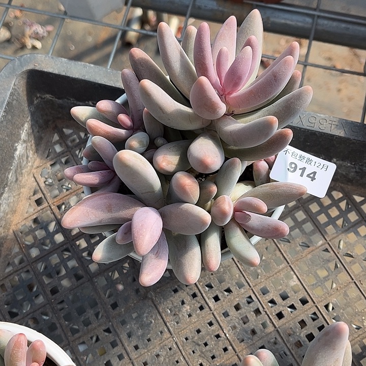 阿雅园艺。     914红手指