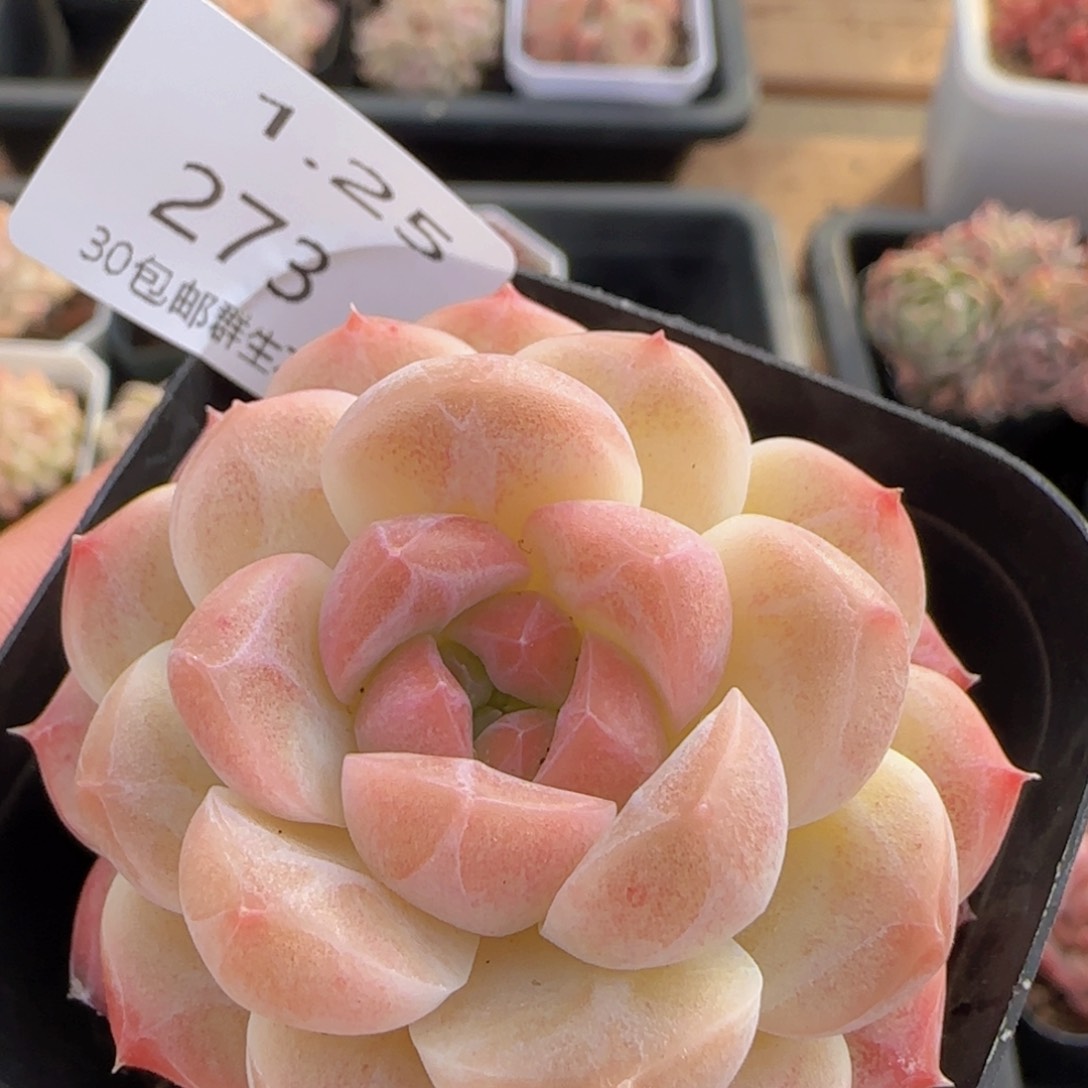 水果糖单头一颗脱土