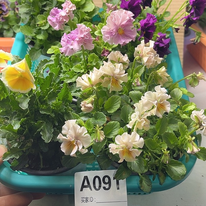 91号角堇清棚19.9米一筐