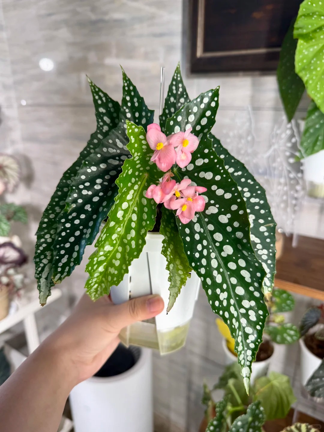 特别天使秋海棠室内观叶灌木竹节类阳台庭院植物盆栽耐阴