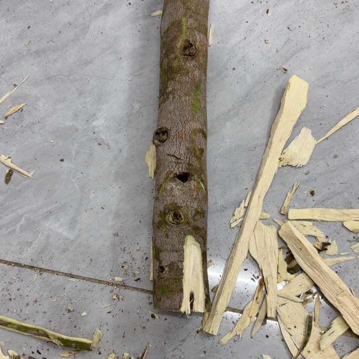 轻***山木紫琪原木发一份