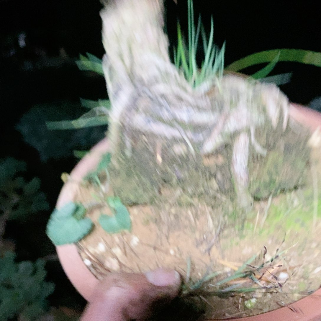 【闪购商品】无花朵