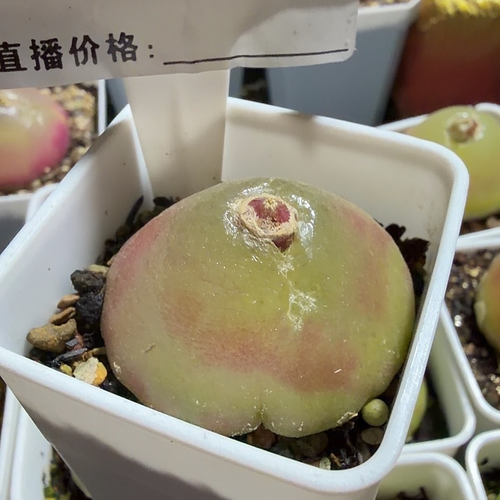 美***姐145。多肉植物的生长