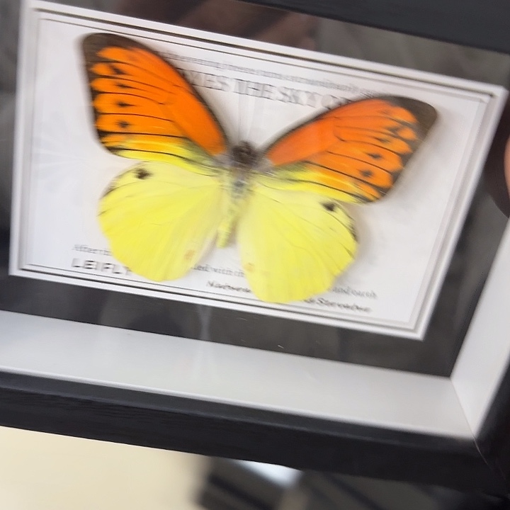 哒***唧蝴蝶标本定制402@