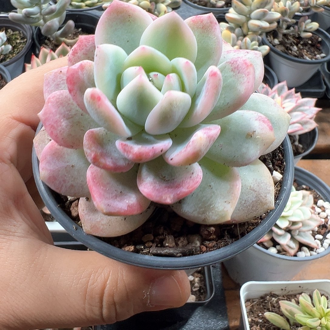 梦露锦 小方花圃一物一拍