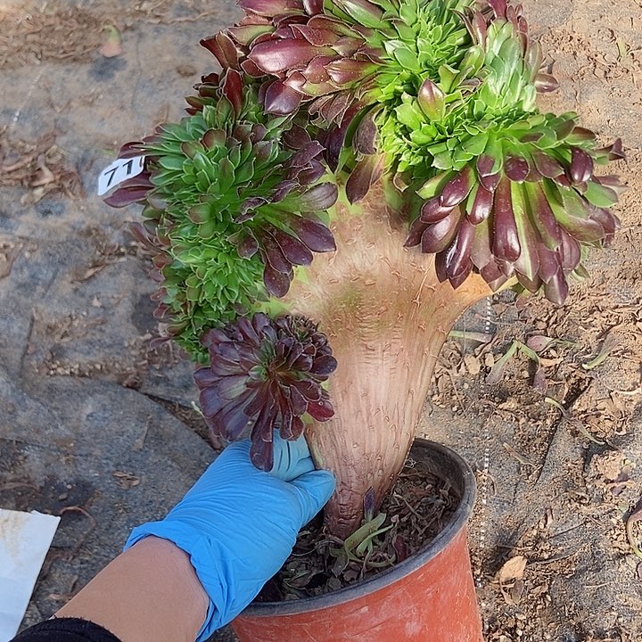 710欧若拉缀化老板子法师