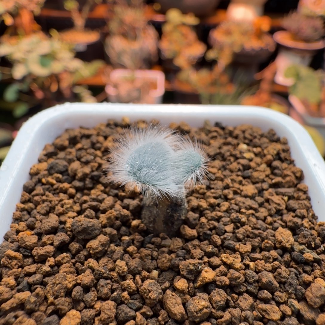 毛叶石蒜238 仙人掌