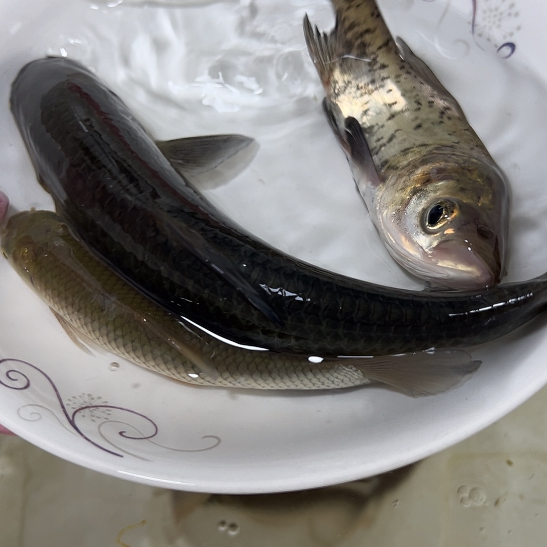 金***龟20-25分公l1条螺丝青