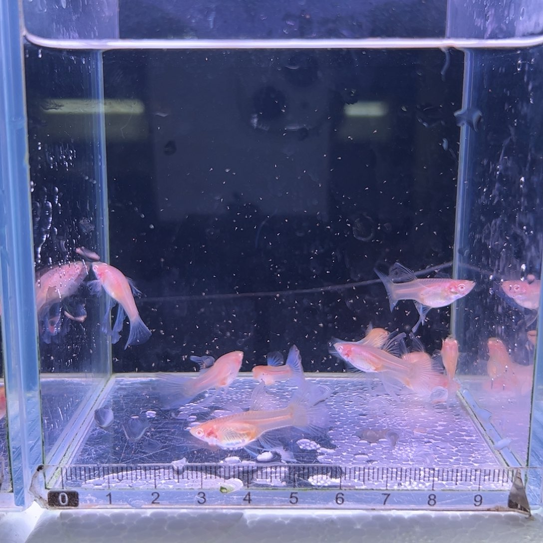 孔雀鱼蓝白c10条鱼龄小
