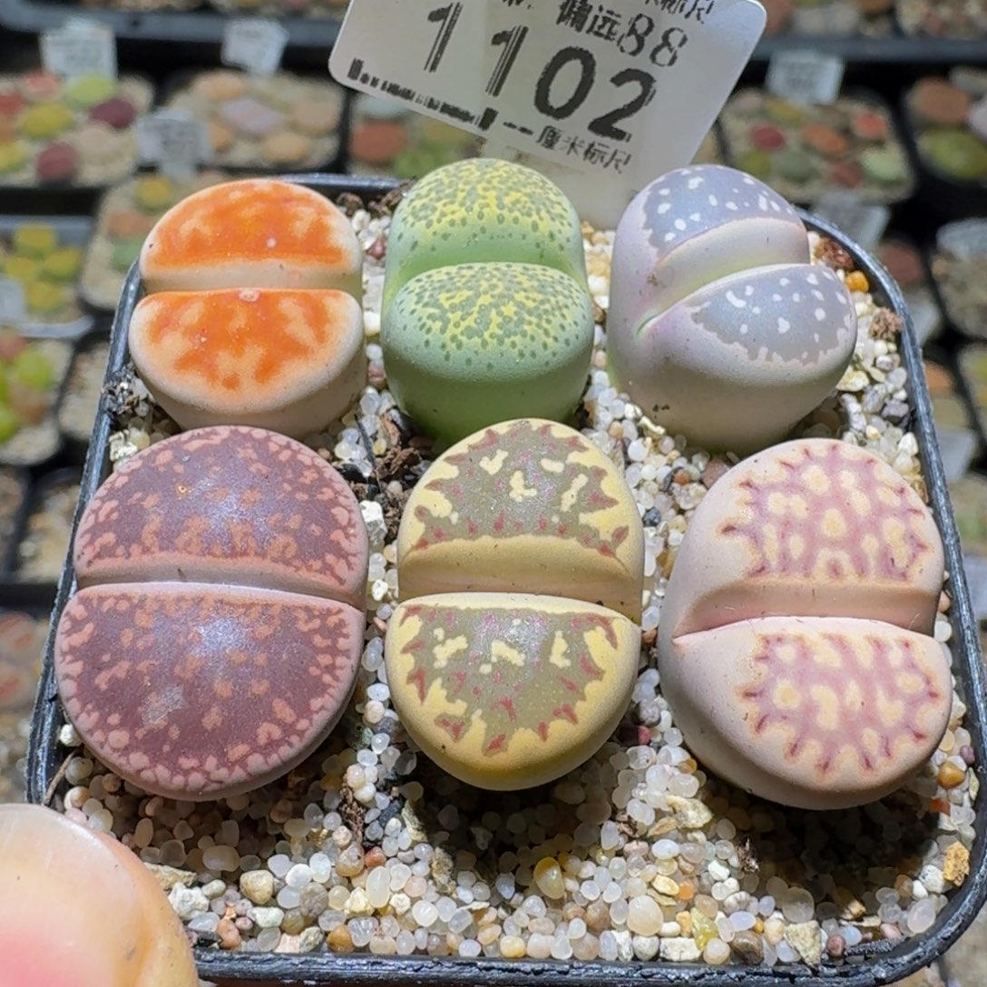 Sss清仓便宜出了1102