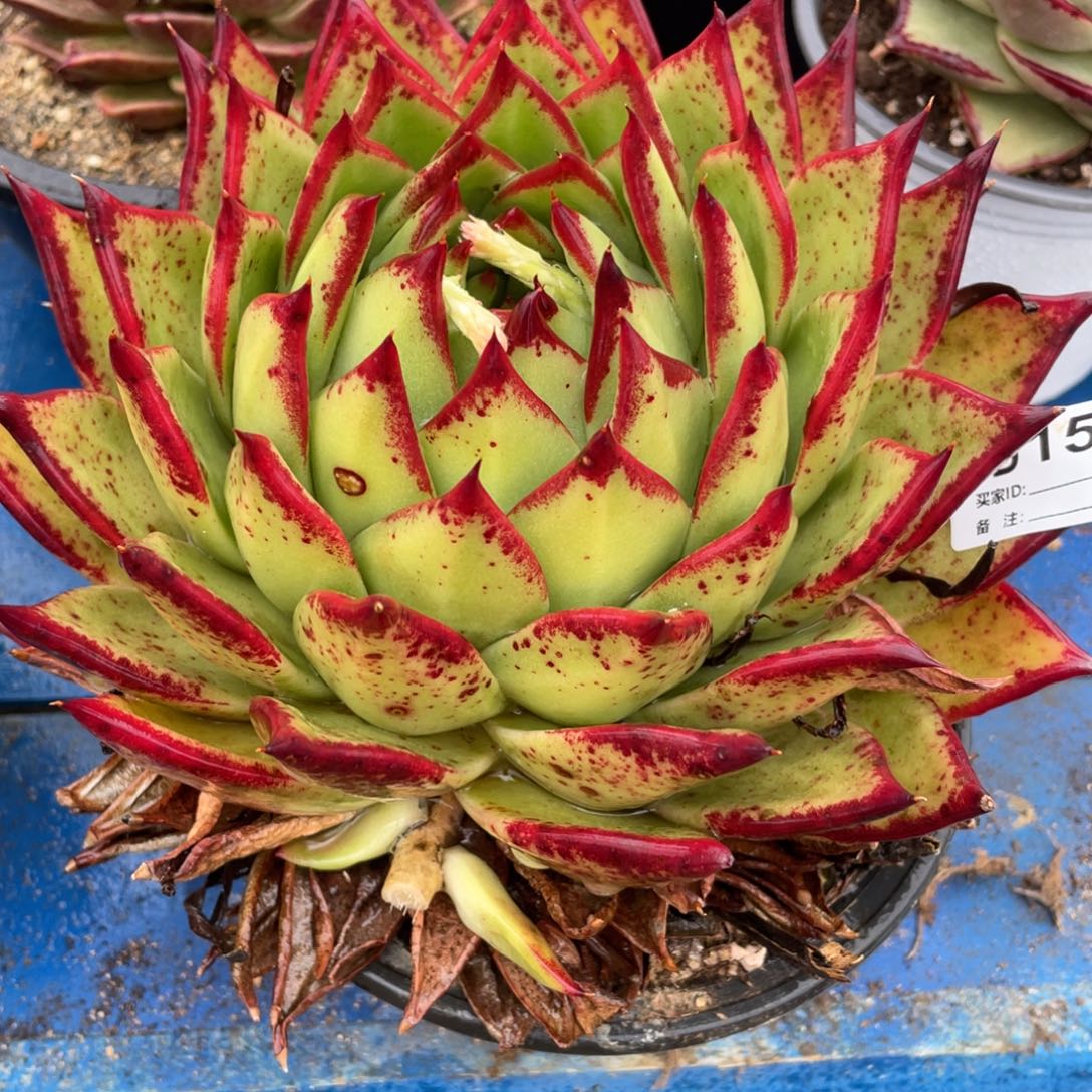 无花朵若如东云组拍D153