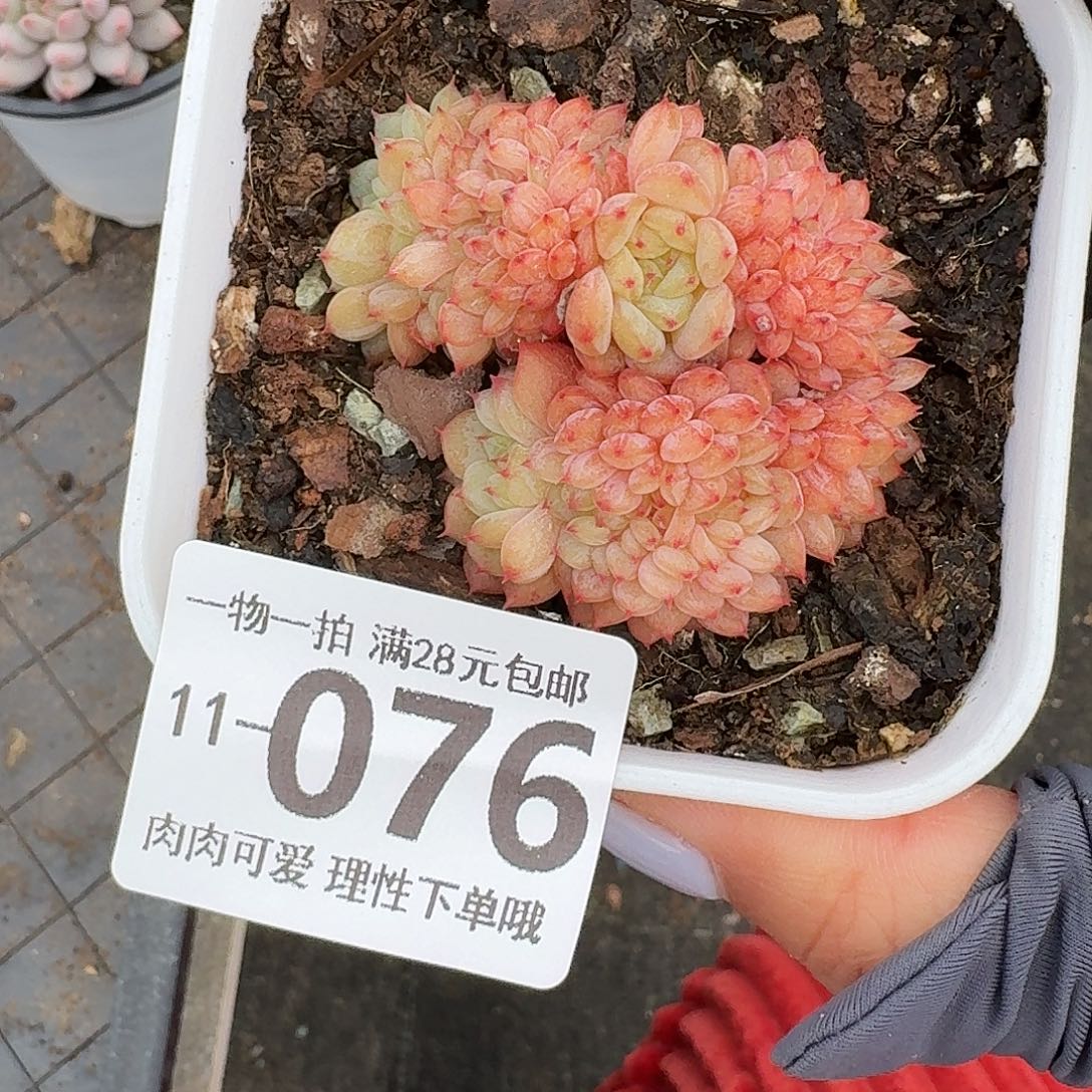 白胖子缀无盆土发货无