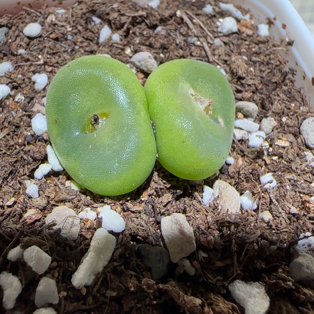 肉锥多肉植物百科3-水晶鞋母本119