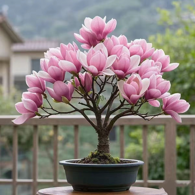 【新疆包邮】带花苞四季浓香型矮化玉兰花树苗盆栽庭院耐寒花卉植物