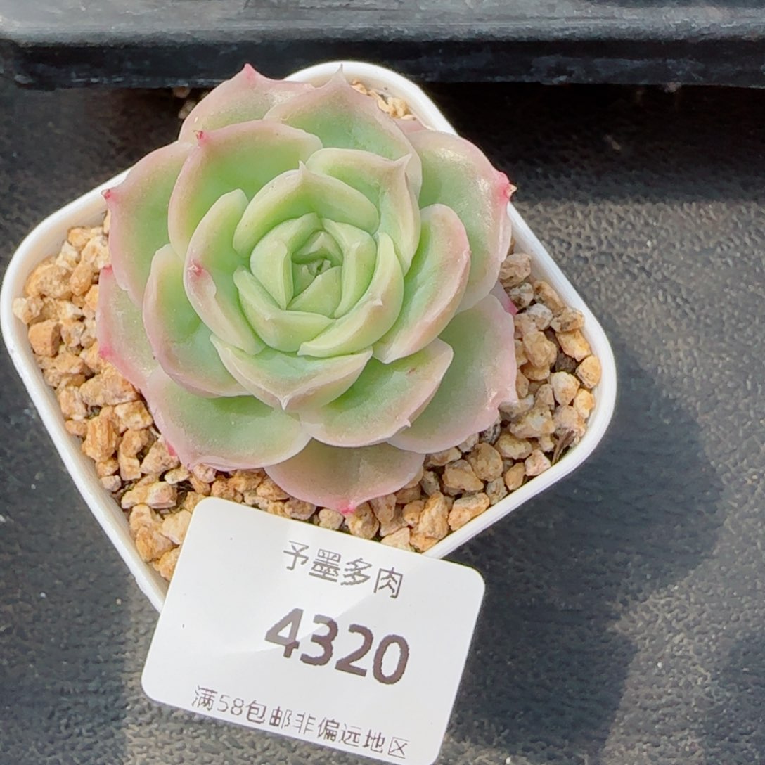 水晶虾饺，4320多肉