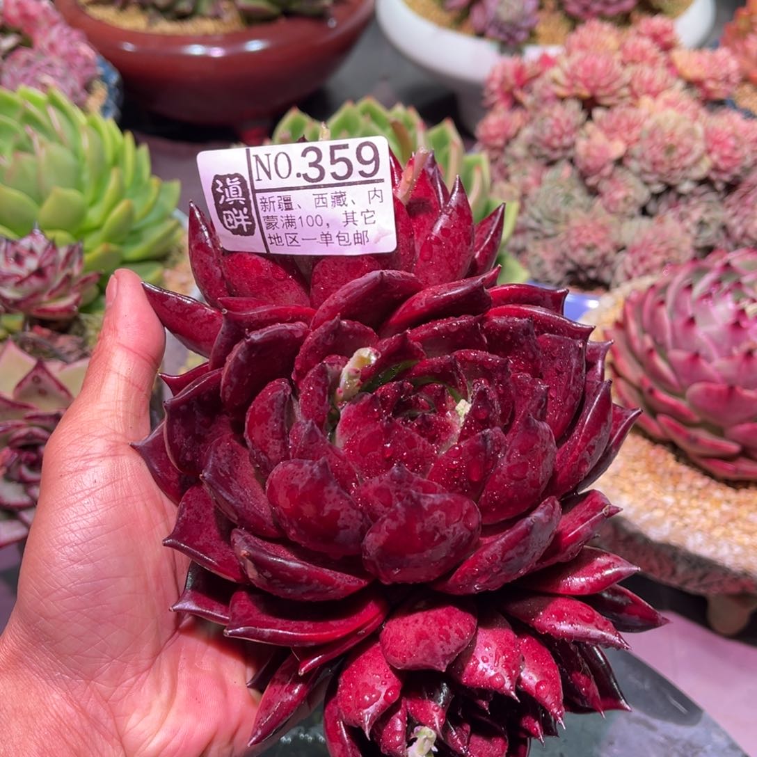 359……………………不知名