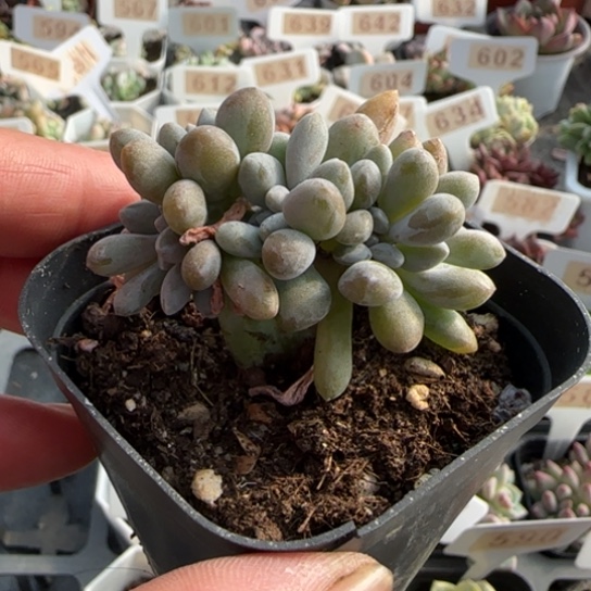 558醉美人缀一物一拍多肉