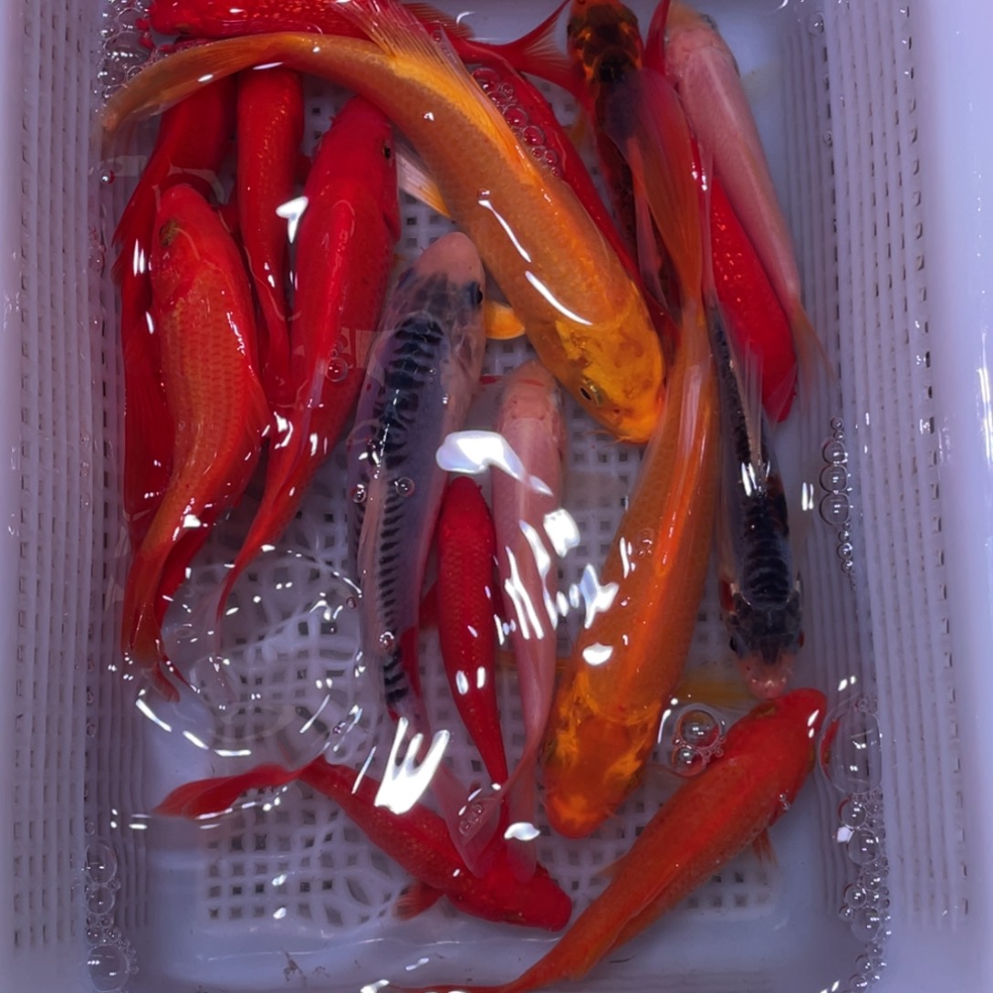 锦鲤锦鲤锦鲤观赏鱼