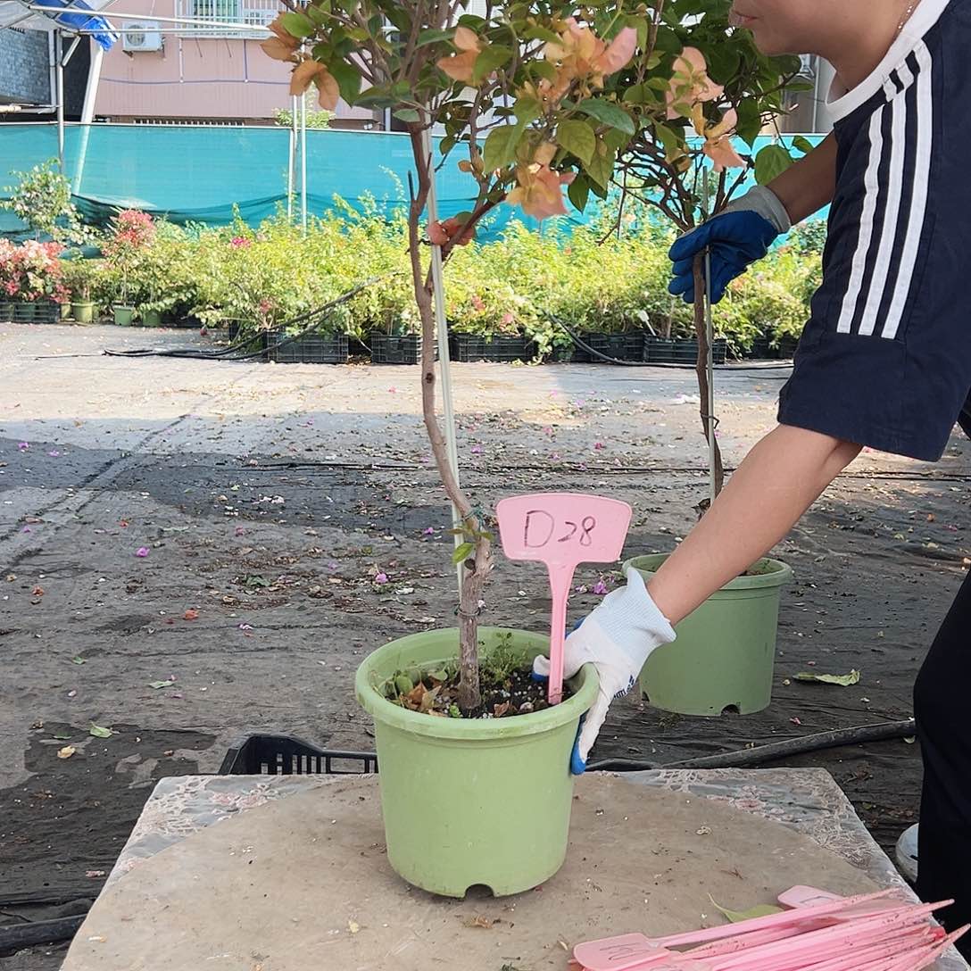 小***点大部分花苞少量开放D28金发女郎