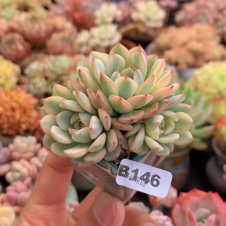 一物一拍含盆土满38包邮B146