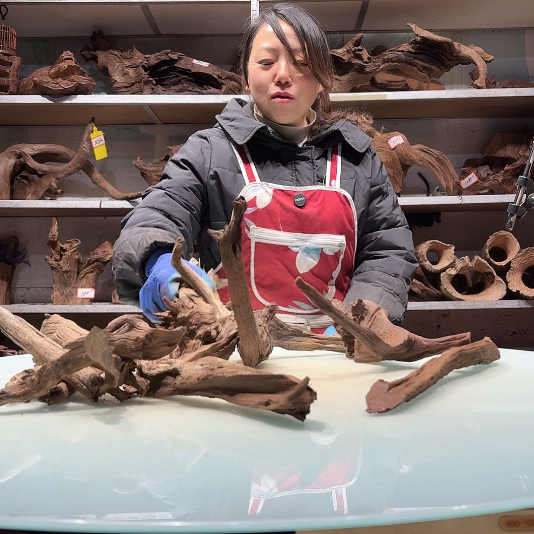 倍诸沉木不包损必褪色l*M0865紫柚枝条