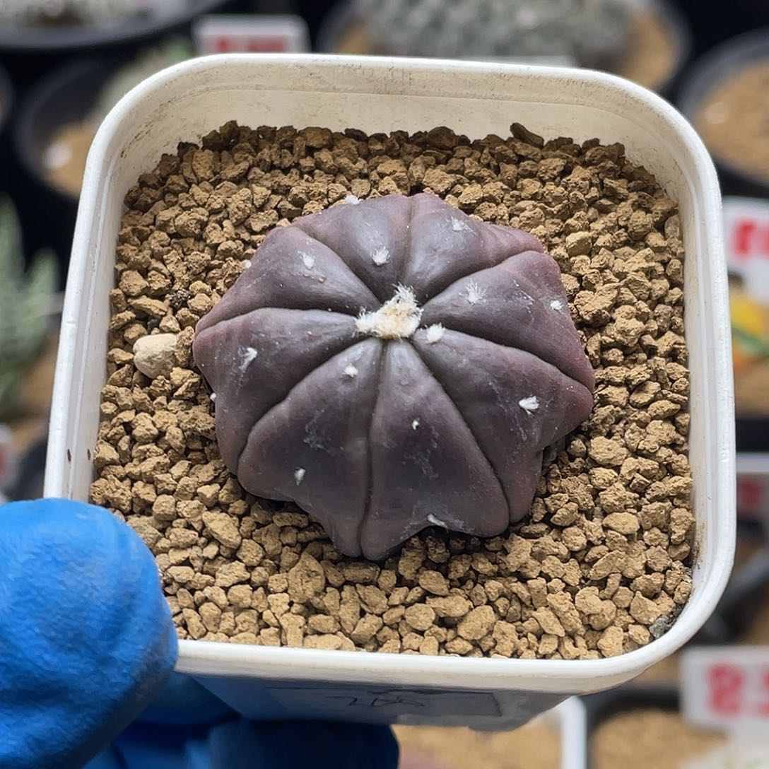 实生紫皮高退指纹海星兜