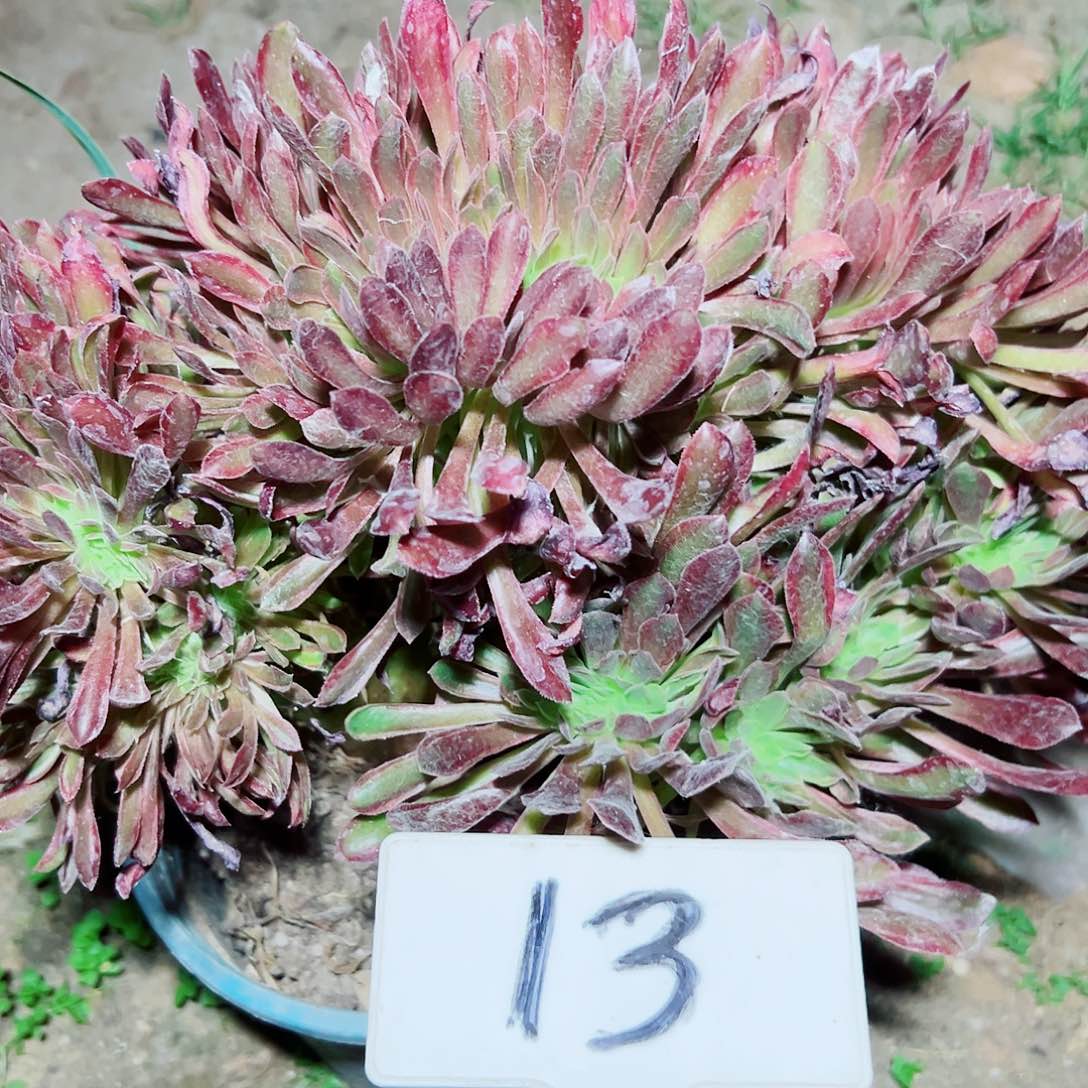 多肉植物珊瑚缀花