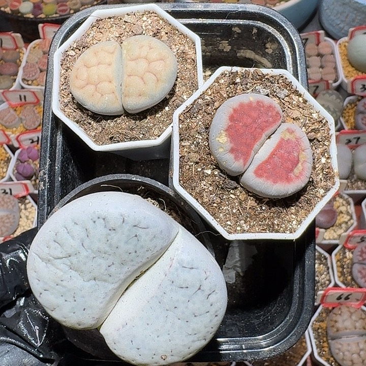 生石花11111。 无售后。  309