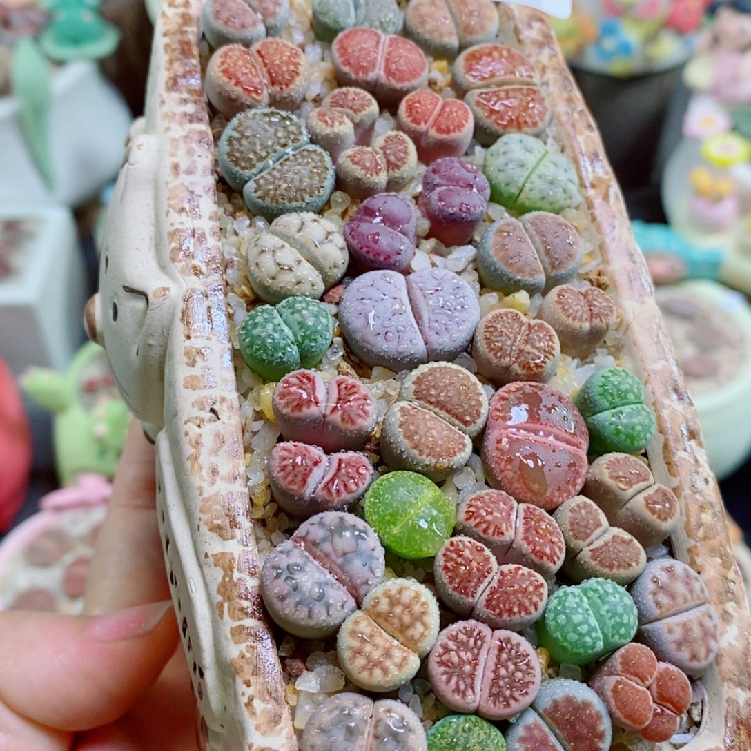 生石花花花哈哈哈哈哈哈373