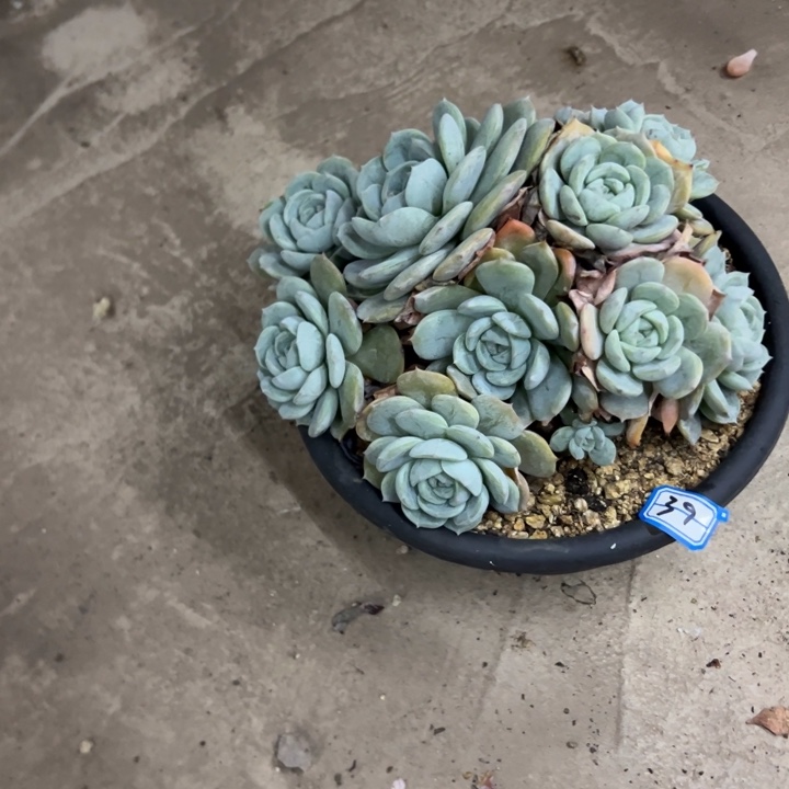 ღ****一物一拍劳林多肉39