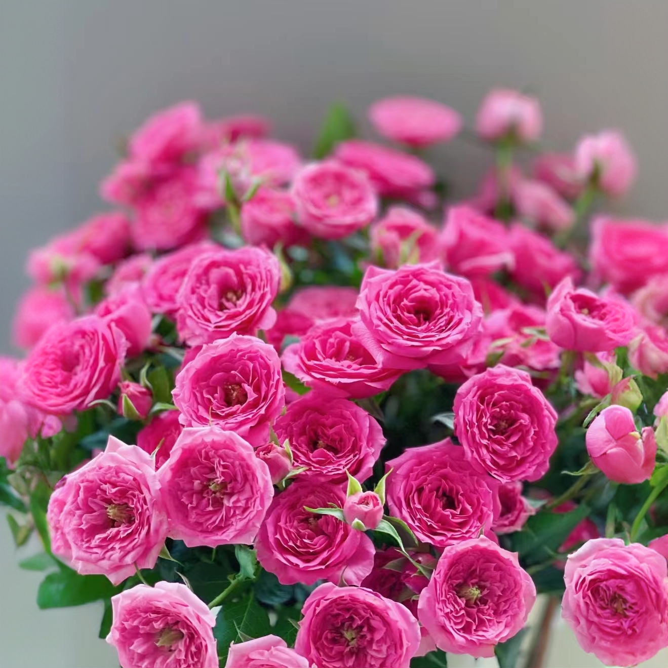 【迪瑞特】 苏菲宝贝10枝  云南基地直发玫瑰家用鲜花