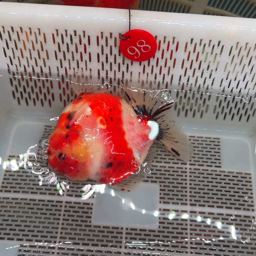 刚***6金鱼你好吗我想你了