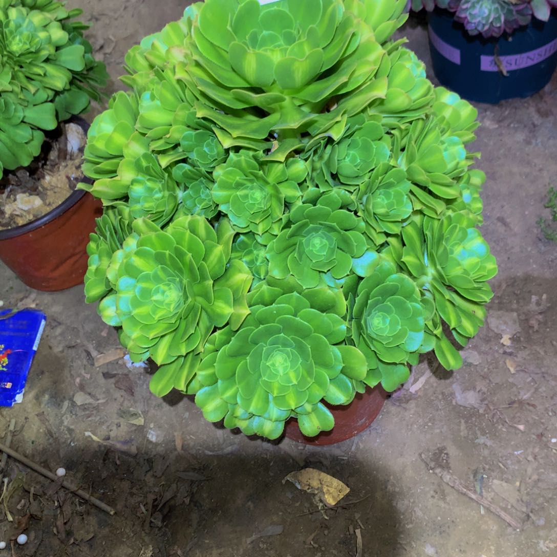 法师多肉植物452