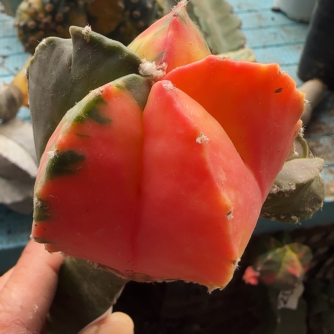 鸾锦560仙人球开花