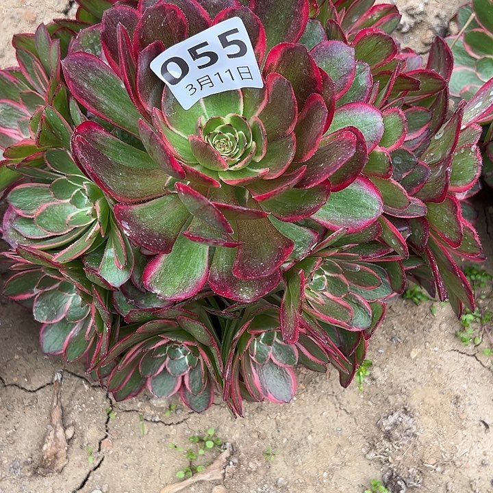 3.11-55粉花妖多肉1