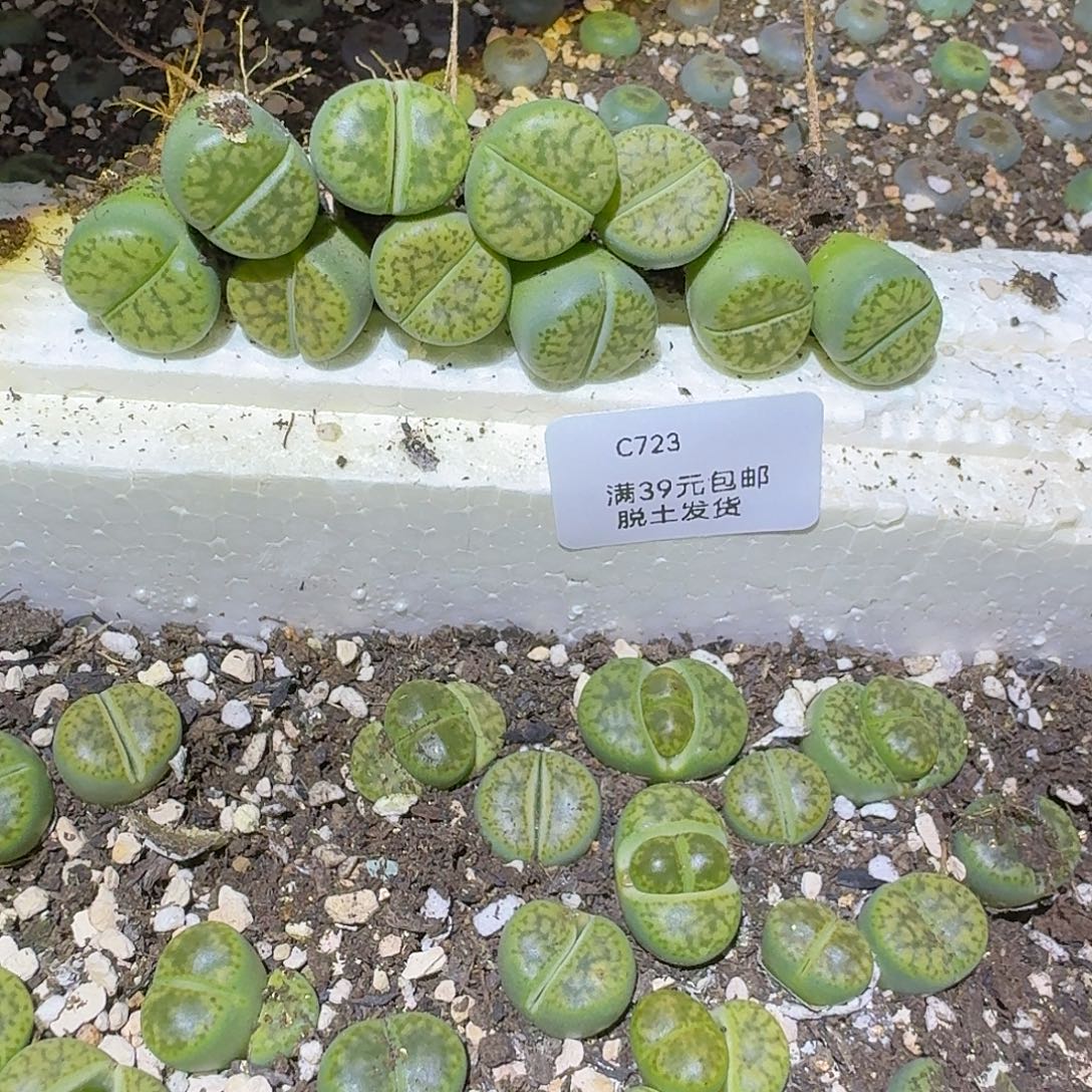 723多肉哈哈哈哈哈哈