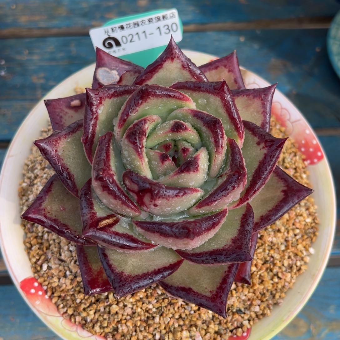 从前慢多肉精选编号0211.130