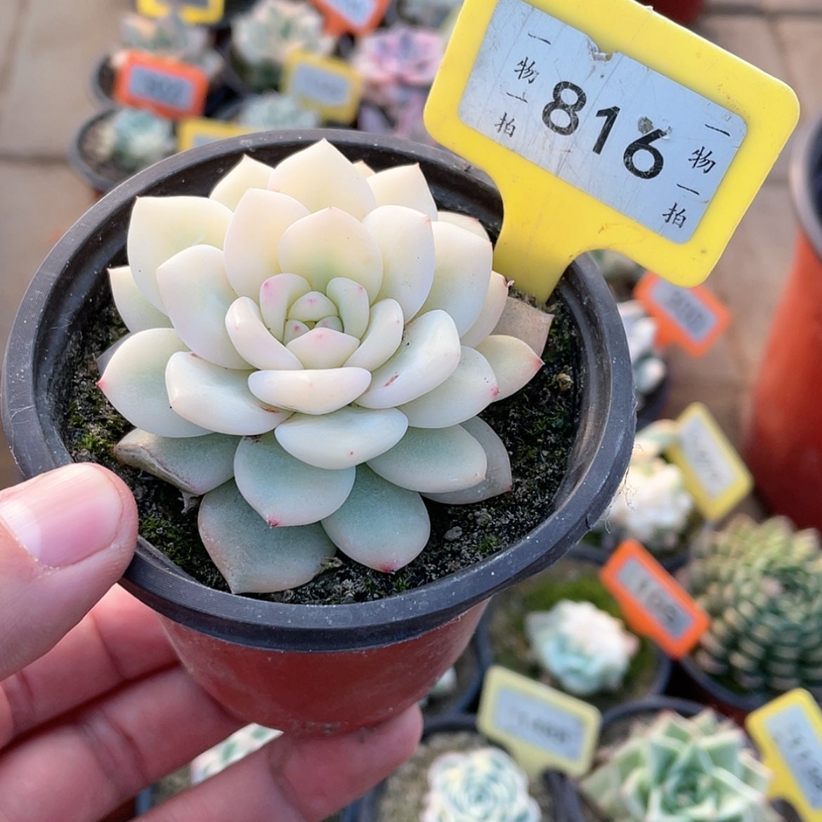 【闪购商品】豆*816号