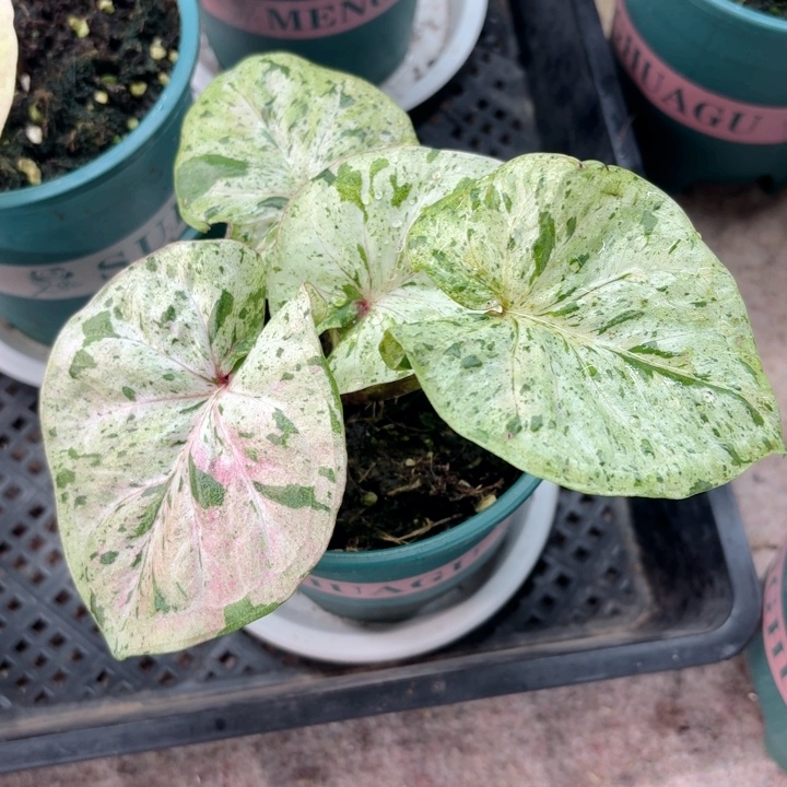 不开花植物泰彩粉薄荷糖