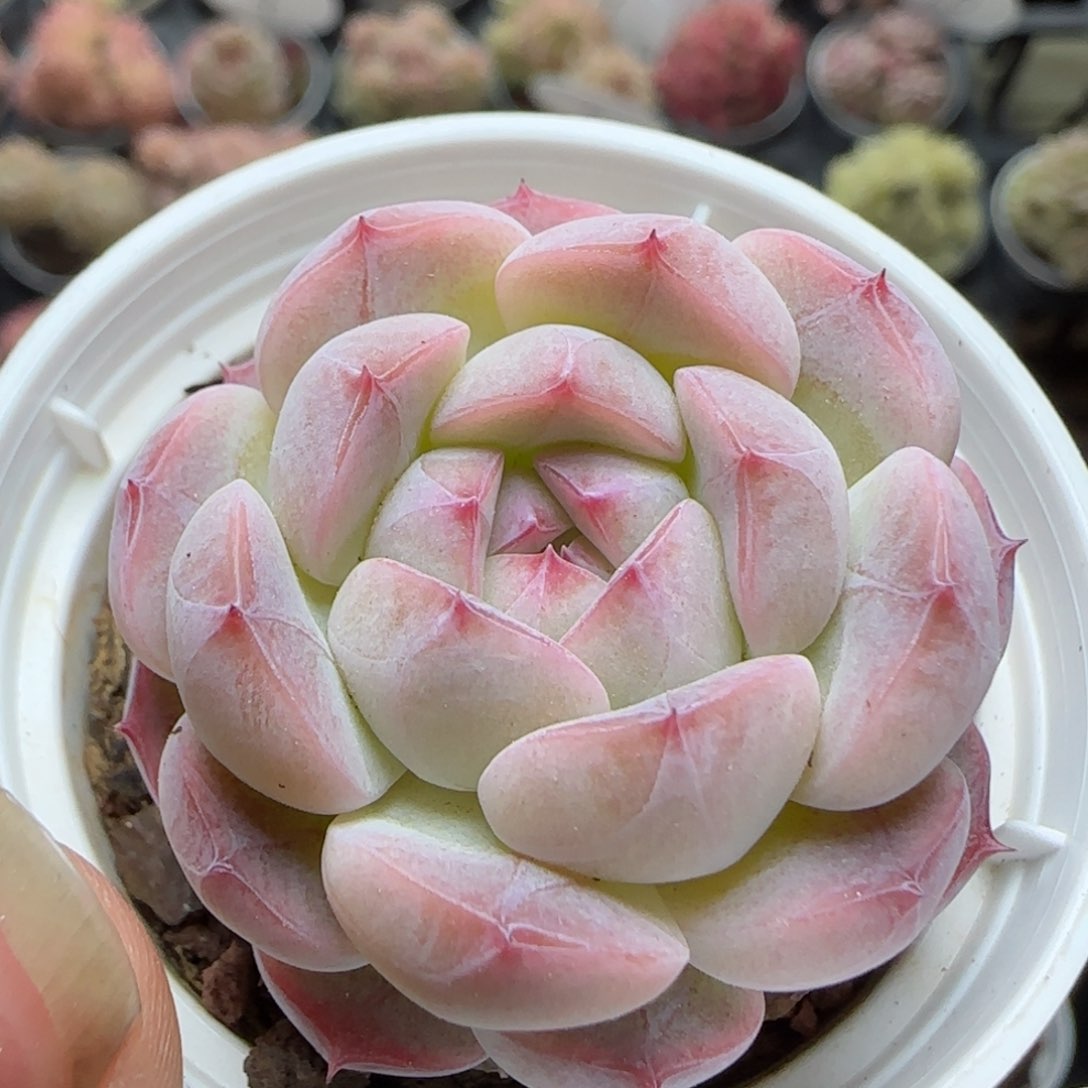 花语逸境0221-611