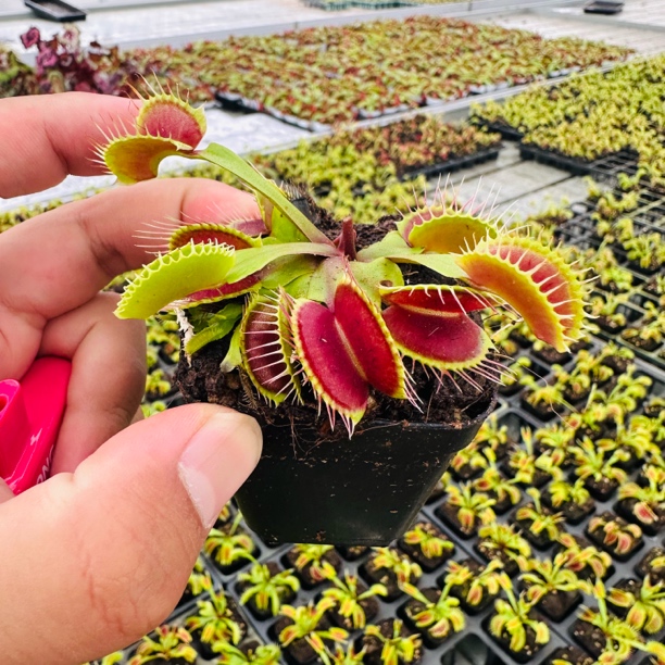 【捕蝇草驱蚊】食虫植物吃苍蝇蚊子趣味室内绿植盆栽好养