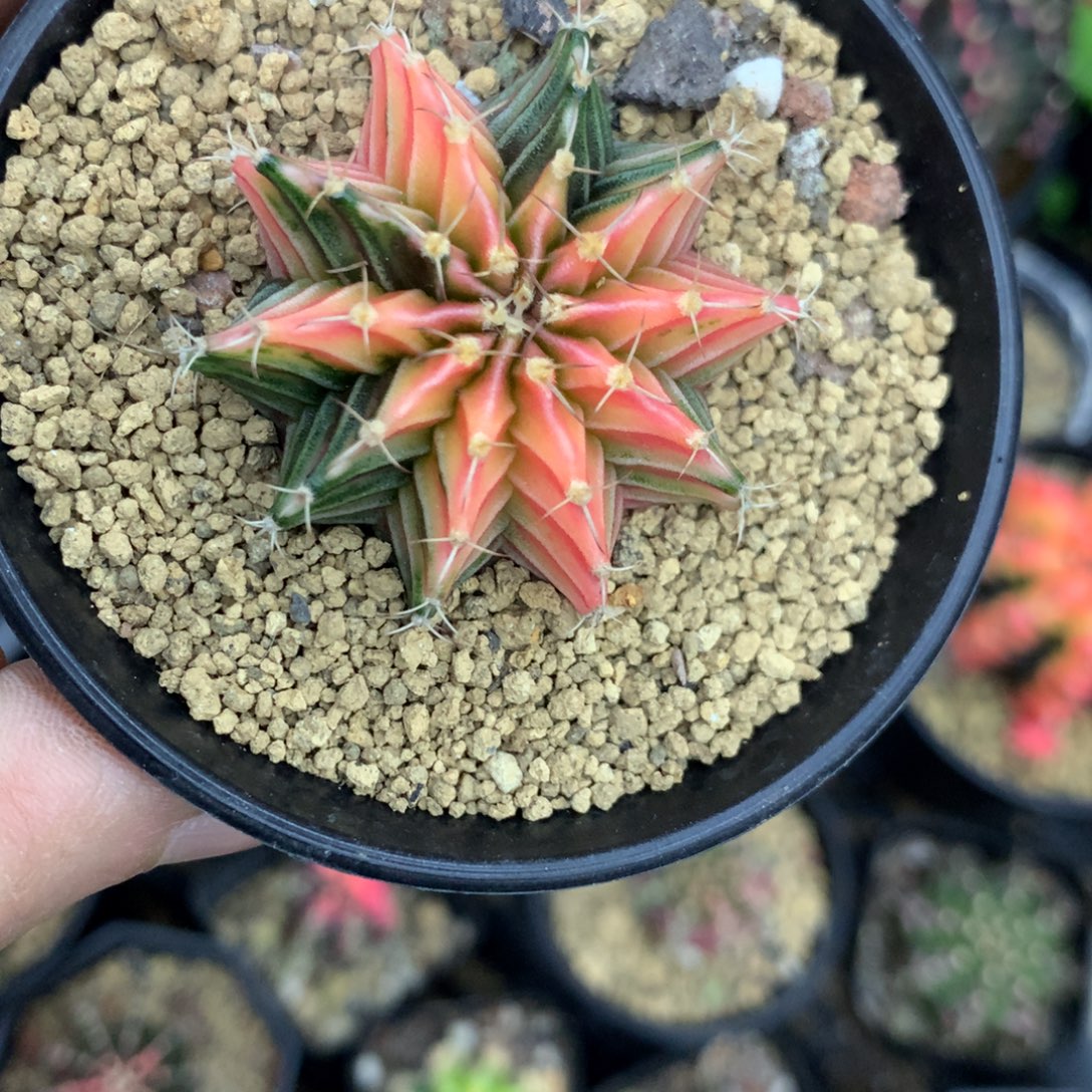 仙人球米哈肋骨锦