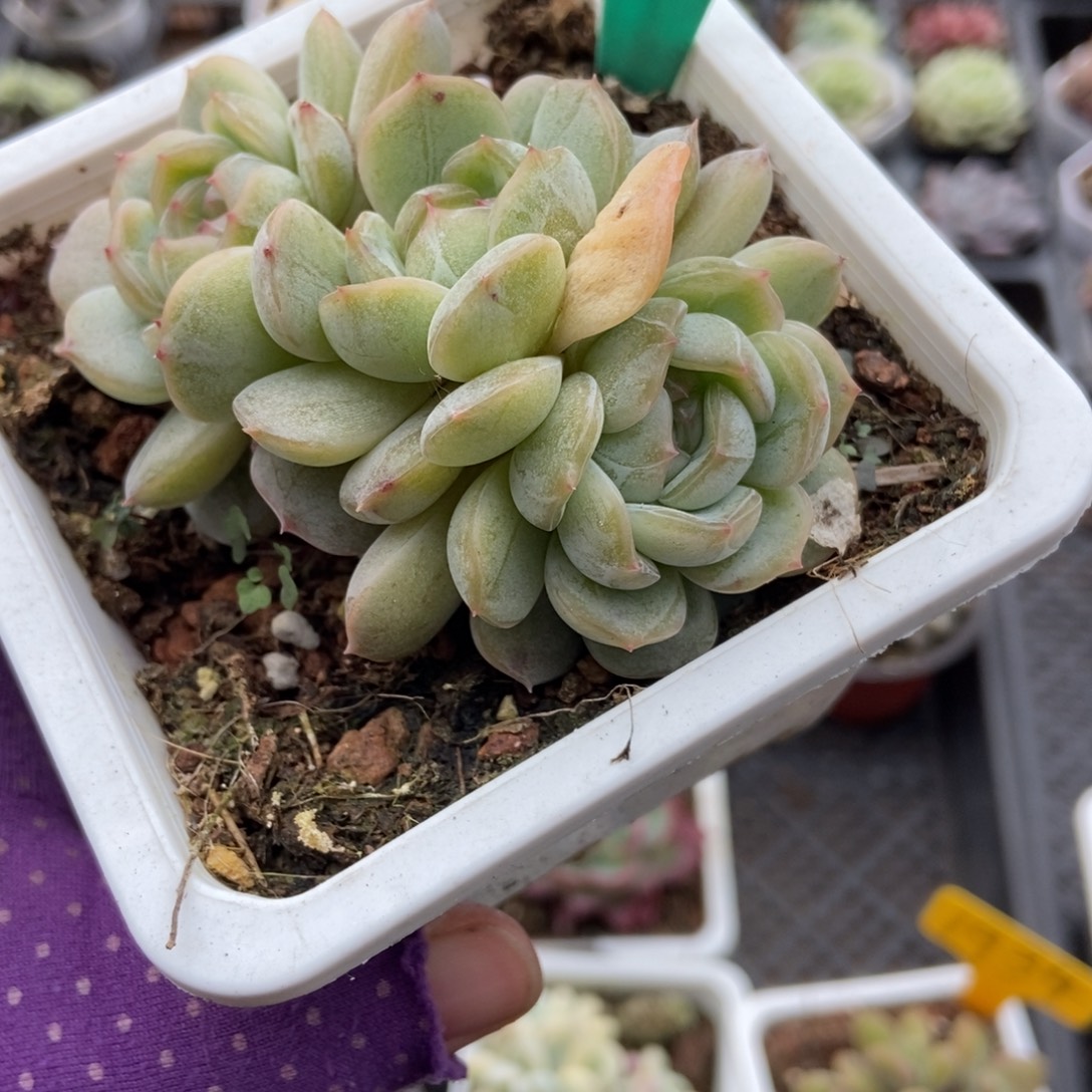 1604白恋多肉植物
