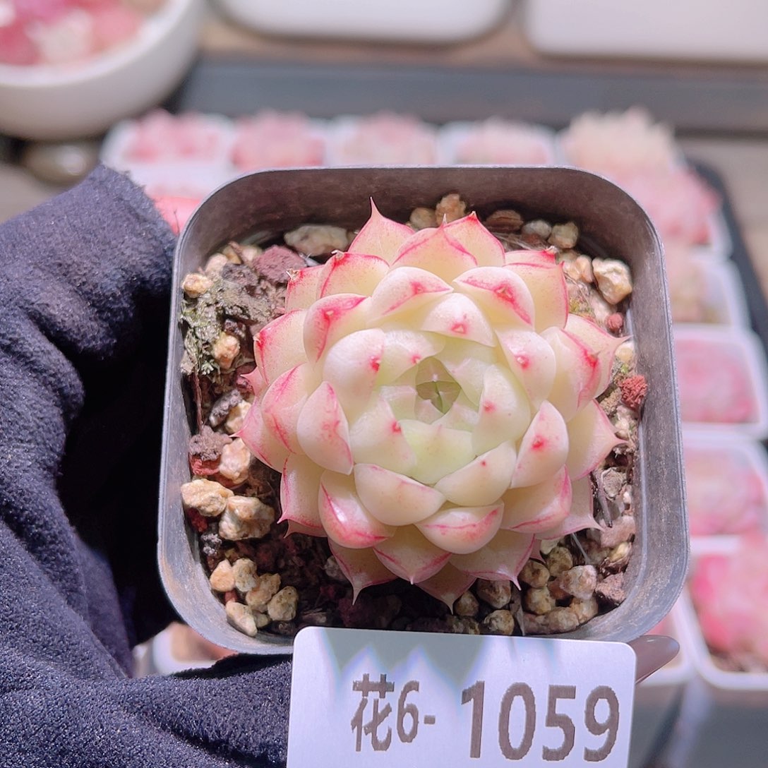 花利美6-1059女王