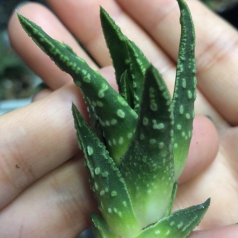绒挲掌硬叶无根哈哈