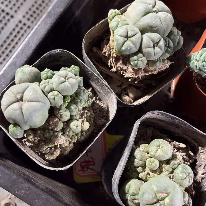 鱼群一颗带盆土发